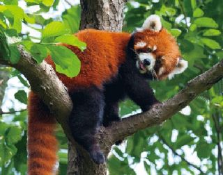 Obrázek z Magnet 3D 7x9cm - panda červená(25) 